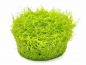 Preview: Grasblättriger Wasserschlauch - Utricularia graminifolia in vitro